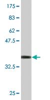 Anti-RETN Mouse Monoclonal Antibody [clone: 4B11]