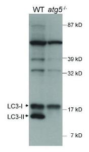 Anti-MAP1LC3A Rabbit Polyclonal Antibody (Biotin)