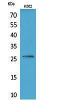 Western blot analysis of K562 cells using Anti-FGF16 Antibody