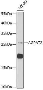 Anti-Agpat2 Rabbit Polyclonal Antibody