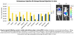 Intravenous injection & intraperitoneal injection in mice with legend