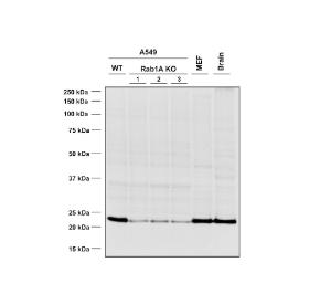 Antibody A304718-100 100 µg