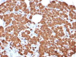 Anti-Carboxypeptidase A1 Mouse Monoclonal Antibody [clone: CPA1/2711]