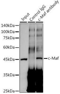 Immunoprecipitation analysis of 300 µg extracts of A-549 cells using 3 µg of Anti-c-Maf Antibody [ARC1954] (A306656). This Western blot was performed on the immunoprecipitate using Anti-c-Maf Antibody [ARC1954] (A306656) at a dilution of 1:1000