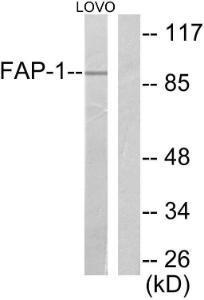 Western blot analysis of lysates from LOVO cells using Anti-FAP-1 Antibody The right hand lane represents a negative control, where the antibody is blocked by the immunising peptide