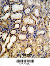 Anti-EIF4EBP1 Rabbit Polyclonal Antibody