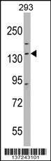 Anti-DHX30 Rabbit Polyclonal Antibody