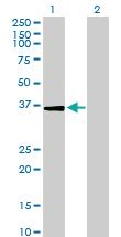 Anti-USP24 Mouse Polyclonal Antibody