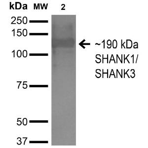 Western blot analysis of Monkey COS cells transfected with HA-tagged Shank1 showing detection of ~190 kDa SHANK1/SHANK3 protein using Anti-SHANK3 Antibody [S367-51] (A304719) at 1:200 for 16 hours at 4°