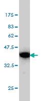 Anti-BAG2 Mouse Monoclonal Antibody [clone: 6E12]