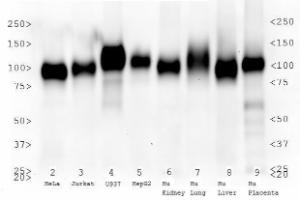 Anti-LAMP2 Mouse Monoclonal Antibody [clone: H4B4]