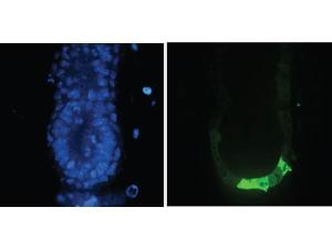 Anti-GFP Goat polyclonal antibody