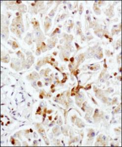 Anti-LAMP2 Mouse Monoclonal Antibody [clone: H4B4]