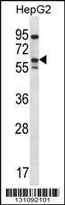 Anti-ERRFI1 Rabbit Polyclonal Antibody (FITC (Fluorescein Isothiocyanate))