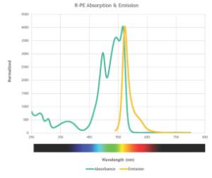 R-phycoerythrin in Ammonium Sulfate Spectra