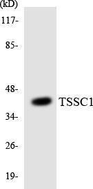 Western blot analysis of the lysates from HepG2 cells using Anti-TSSC1 Antibody