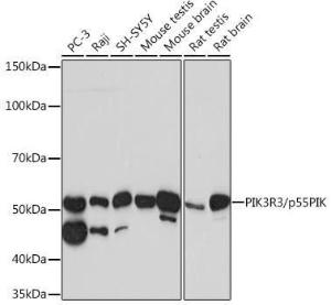 Antibody A305582-100 100 µl