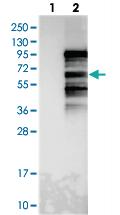 Anti-FSIP1 Rabbit Polyclonal Antibody