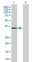 Anti-MAGEF1 Mouse Polyclonal Antibody