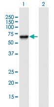 Anti-PSD3 Mouse Polyclonal Antibody