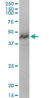 Anti-GTPBP3 Mouse Polyclonal Antibody