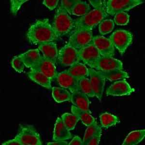 Immunofluorescent analysis of HeLa cells stained with Anti-alpha Smooth Muscle Actin Antibody [1A4] followed by Goat Anti-Mouse IgG (CF and #174; 488) (Green). The nuclear counterstain is NucSpot (Red)