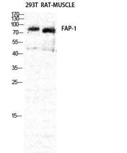 Western blot analysis of rat MUSCLE 293T cells using Anti-FAP-1 Antibody