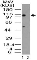 Anti-IMP11 Rabbit Polyclonal Antibody