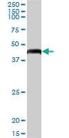 Anti-GTPBP3 Mouse Polyclonal Antibody