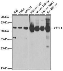 Western blot analysis of extracts of various cell lines, using Anti-CCBL1 Antibody (A11987) at 1:1,000 dilution