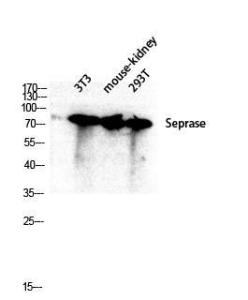 Western blot analysis of 3T3 mouse kidney 293T lysis using Anti-FAP-1 Antibody