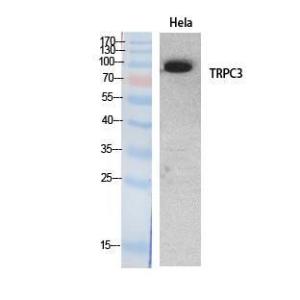 Western blot analysis of extracts from HeLa cells using Anti-TRPC3 Antibody