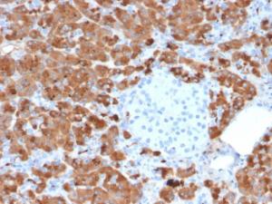 Anti-Carboxypeptidase A1 Mouse Monoclonal Antibody [clone: CPA1/2712]