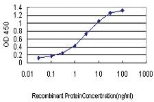 Anti-PUM2 Mouse Monoclonal Antibody [clone: 7B8]