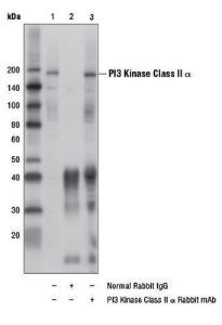 Anti-PI3 Kinase Class II Alpha Rabbit Monoclonal Antibody [clone: 13G61]