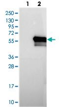 Anti-TLDC1 Rabbit Polyclonal Antibody