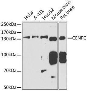 Anti-CENPC antibody