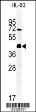 Anti-FKBPL Rabbit Polyclonal Antibody