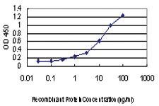 Anti-PUM2 Mouse Monoclonal Antibody [clone: 7C7]