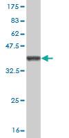 Anti-TAB1 Mouse Monoclonal Antibody [clone: 2A12]