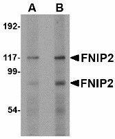 Anti-FNIP2 Rabbit polyclonal antibody