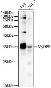 Anti-MyD88 antibody