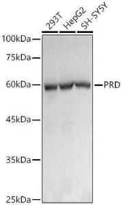 Anti-PRD Rabbit Monoclonal Antibody [clone: ARC3002]