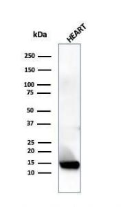 Antibody A278355-100 100 µg