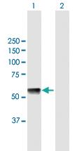 Anti-GTPBP3 Mouse Polyclonal Antibody