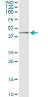 Anti-NDN Antibody Pair