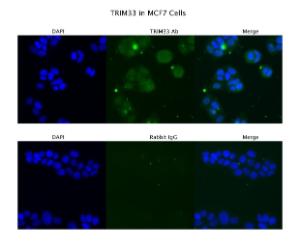 Anti-TRIM33 Rabbit Polyclonal Antibody