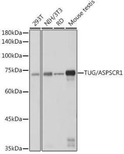 Western blot analysis of extracts of various cell lines, using Anti-TUG Antibody [ARC2566] (A306667) at 1:1,000 dilution