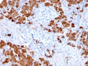 Anti-Carboxypeptidase A1 Mouse Monoclonal Antibody [clone: CPA1/2712]