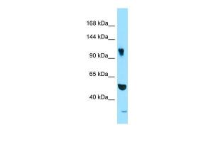 Anti-SYNRG Rabbit Polyclonal Antibody